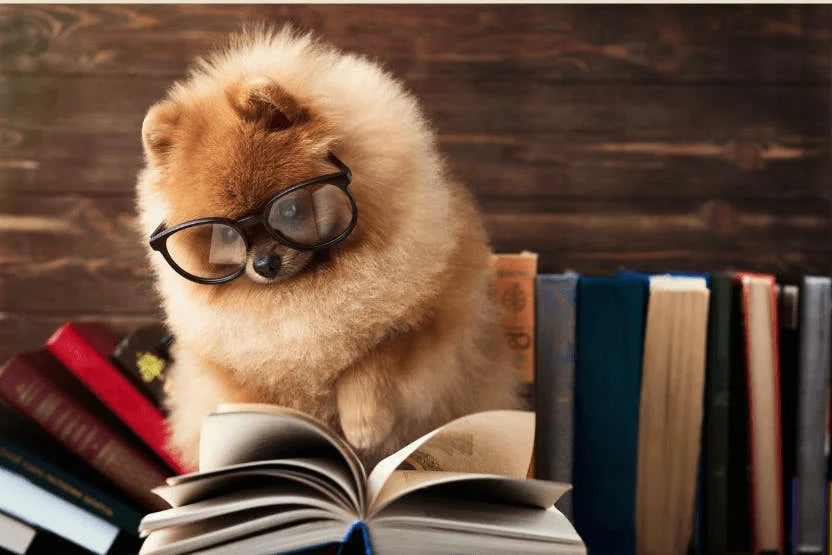 The Doggy College Prep Checklist: What You Need to Know!